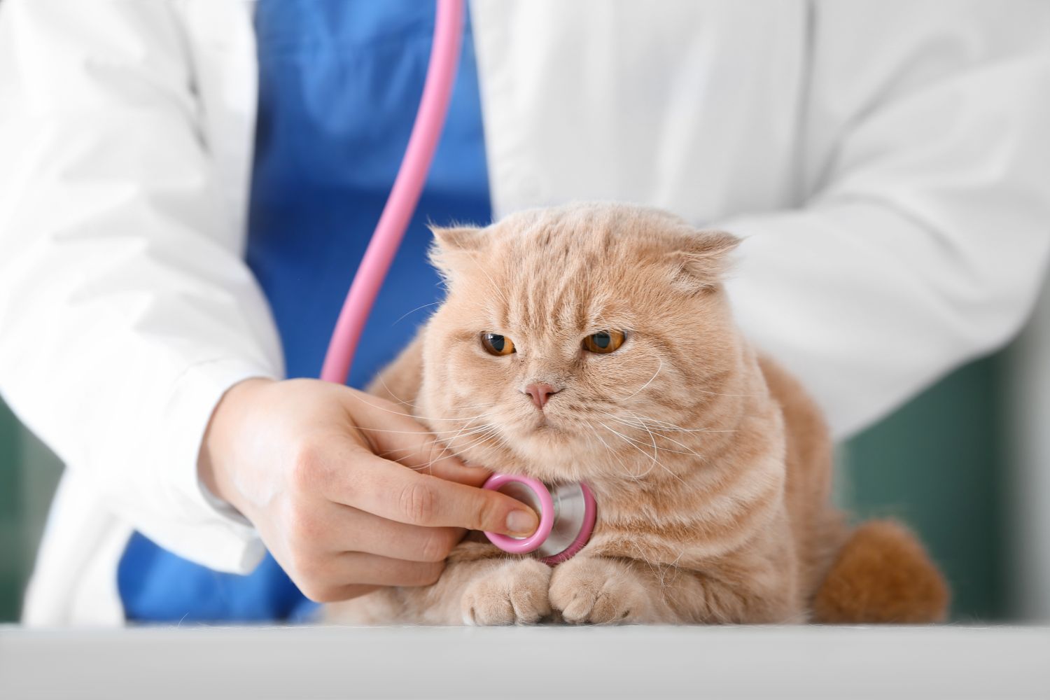 DVM in Veterinary Medicine